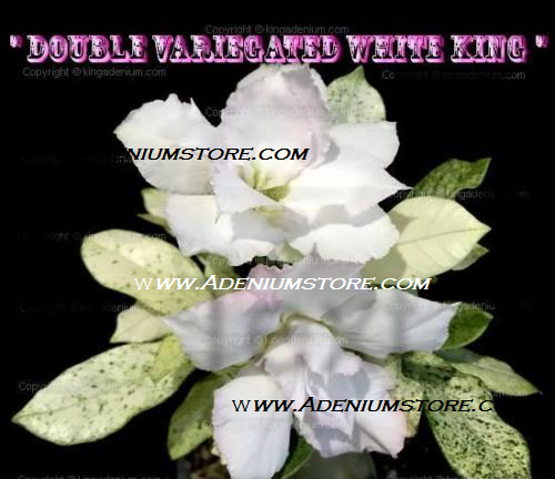 (image for) Adenium Obesum Double Var White King 5 Seeds - Click Image to Close